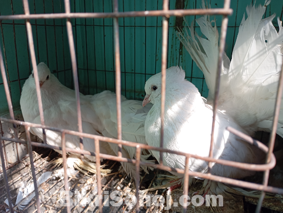 এক জোড়া (লক্ষা) রানিং এডাল্ট
